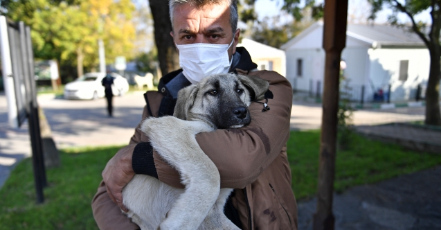 Yaralı Köpeğe Osmangazi Şefkati