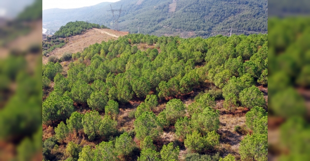 Yeniden Yeşil Bursa’ya Osmangazi Katkısı