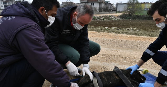 Osmangazi’de Yasaklı Irk Köpek Denetimi Artırıldı