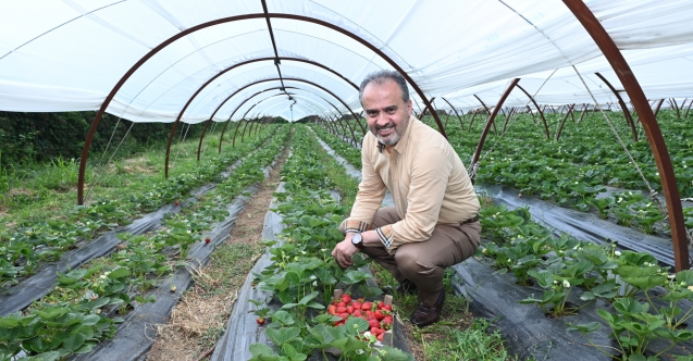 Bursalı çiftçinin hasat bayramı