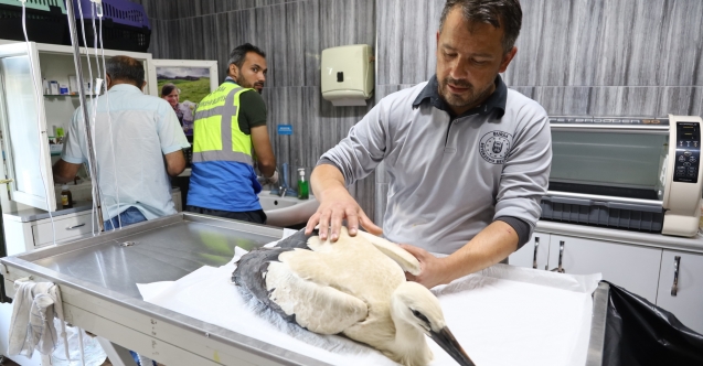 Yaralı leyleğe Büyükşehir şefkati