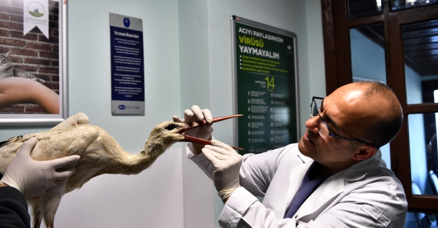 Osmangazi, Binlerce Hayvana Şifa oldu