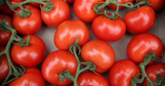 Domates ihracatını Ticaret Bakanlığı izne bağladı