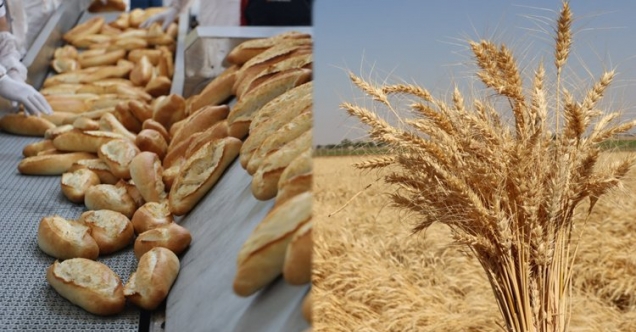 Hem ekmek üretiyor, hem de buğdayı