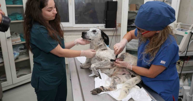 3D YAZICI İLE ÜRETİLEN PROTEZLER SOKAK HAYVANLARINA UMUT OLUYOR