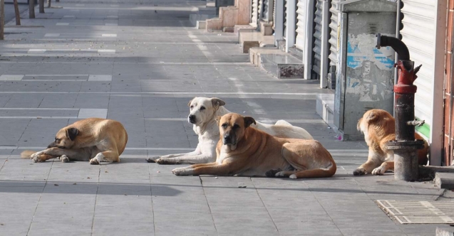 Başıboş sokak köpeği sorununa karşı ortak çalışma