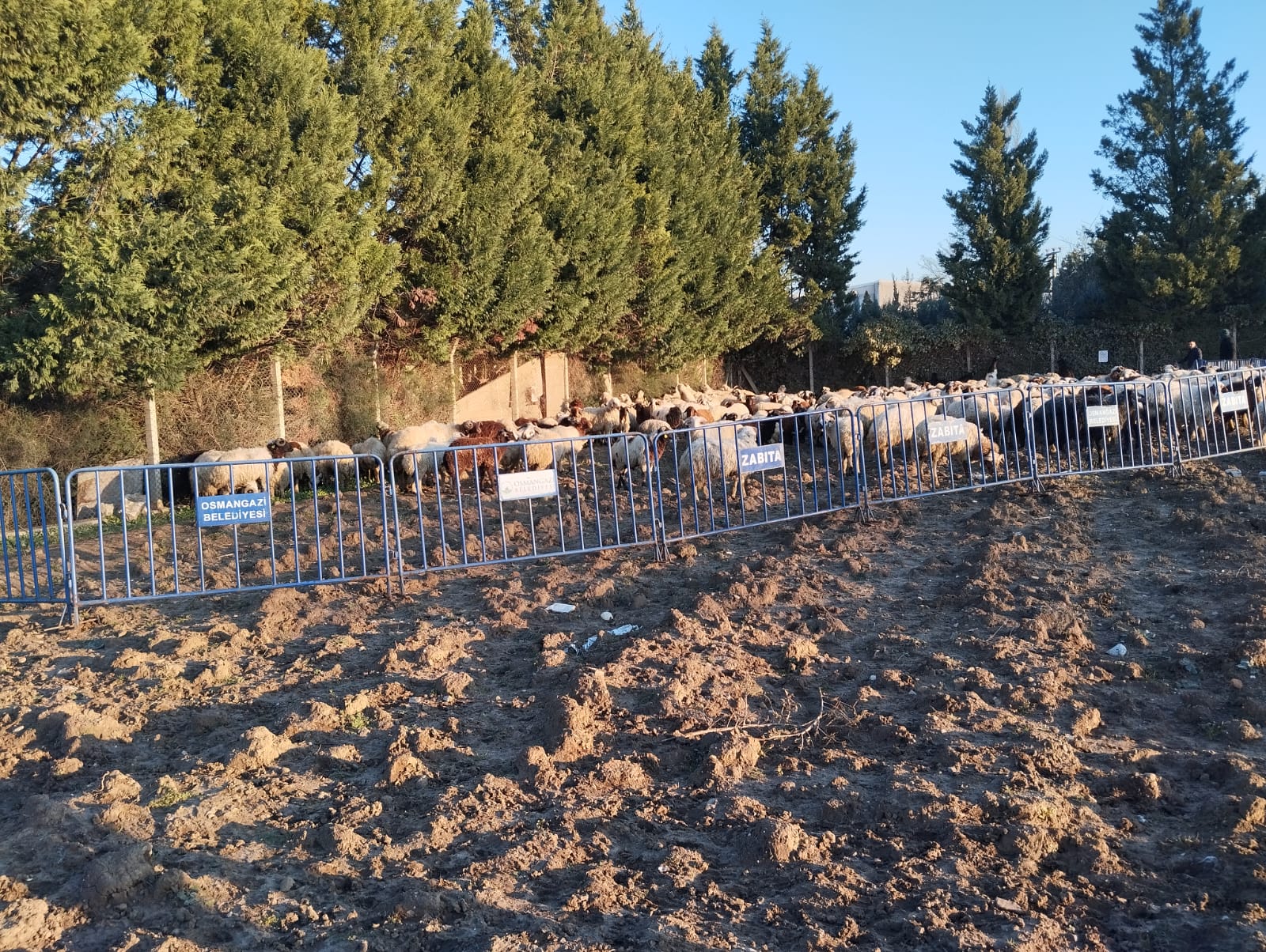 100'den fazla başıboş koyun Osmangazi'de toplatıldı