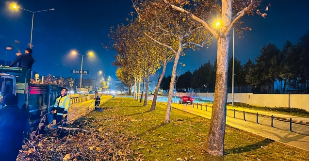 Bursa’da çınar ağaçlarına kış bakımı