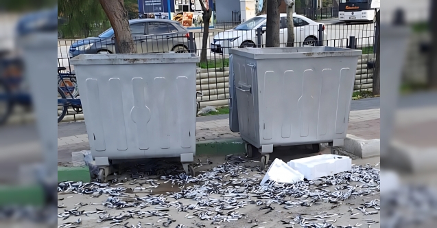 Şehir barbarı bozuk balıkları yola döktü