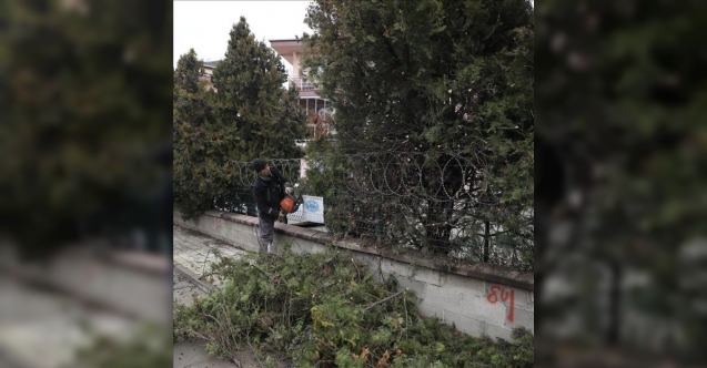 Ağaç budama çalışmalarıyla şehir estetiği korunuyor