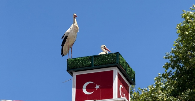 İznik'te leyleklere özel yuva: Can ve Canan geri döndü
