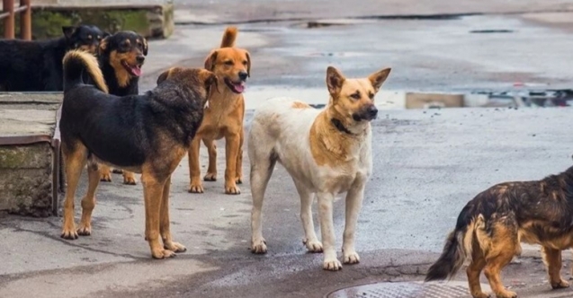 AYM sahipsiz hayvan düzenlemesini onadı