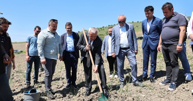 Atıl araziler zeytinlikle buluştu: Nilüfer Belediyesi üretimi teşvik ediyor