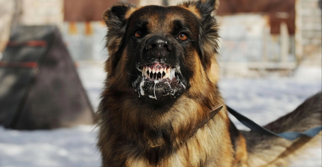 Samandağ'da başıboş köpekte kuduz çıktı: Aşılama başlatıldı