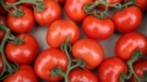 Domates ihracatını Ticaret Bakanlığı izne bağladı