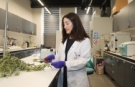 Zeytin atıkları tarımın geleceğine dönüşüyor