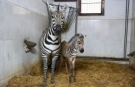 Türkiye’nin en büyük zebra sürüsünde doğum heyecanı