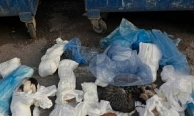 Çöp poşetlerinden 33 ölü kedi çıktı
