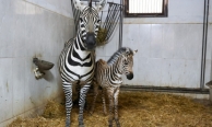 Türkiye’nin en büyük zebra sürüsünde doğum heyecanı