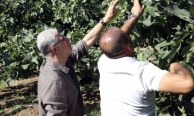 Bursa Siyah İnciri için hasat mesaisi