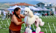 Gemlik’te patili dostlar podyumda