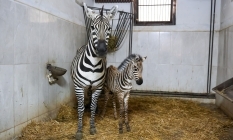Türkiye’nin en büyük zebra sürüsünde doğum heyecanı