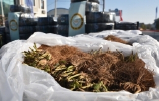 Çiftçiye damlalık sulama sistemi ve çile fidesi desteği