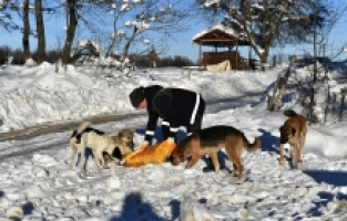 Sahipsiz hayvanlar emin ellerde