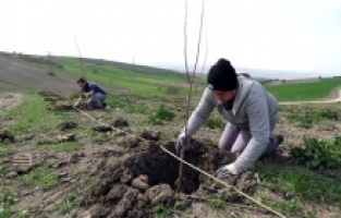 Ekoçiftlik meyve fidanlarıyla donatıldı
