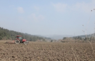 Mudanya Belediyesi'nin ayçiçek tohumları toprakla buluştu