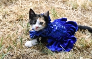 Can Dostlar Çevre İçin Podyuma Çıktı