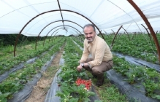 Bursalı çiftçinin hasat bayramı