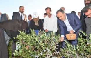 Yaban mersininde hasat bereketi