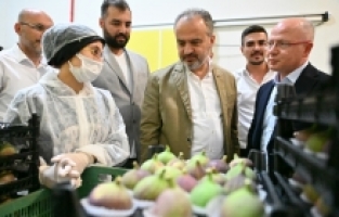İncir üreticisine can suyu