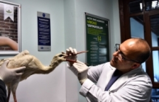 Osmangazi, Binlerce Hayvana Şifa oldu