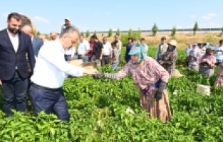 Tarlada serinleten ziyaret