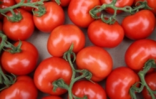 Domates ihracatını Ticaret Bakanlığı izne bağladı