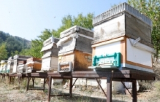 İnegöl’de bal hasadı başladı