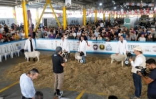 Küçükbaş Hayvancılık Sektörünün Kalbi İnegöl’de Attı