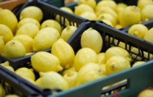 Sezonun ilk limonu ihracat yolcusu