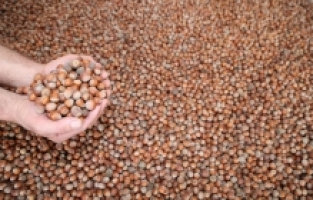 Türkiye'den fındık ihracatında milyar dolarlık rekor