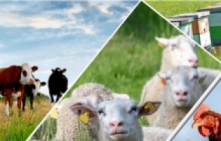 Depremzede hayvan yetiştiricilerine 'ayni' destek