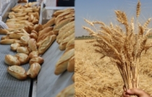 Hem ekmek üretiyor, hem de buğdayı