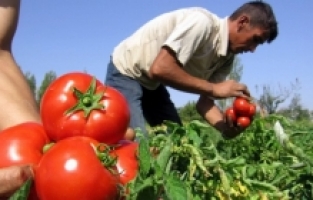 Yasak kaldırıldı, domateste ihracat yolu açıldı!