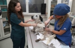 3D YAZICI İLE ÜRETİLEN PROTEZLER SOKAK HAYVANLARINA UMUT OLUYOR