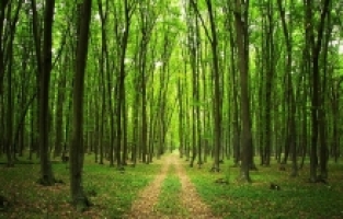 BAKANLIKTAN YENİ GENELGE: ORMANLARA GİRİŞLER YASAKLANDI