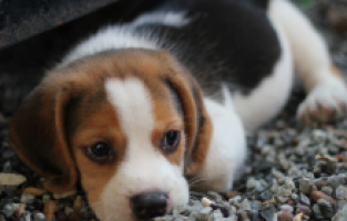 KENT ÇÖPLÜĞÜNDE SIKIŞAN KÖPEK KURTARILDI
