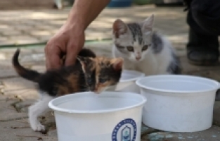 YILDIRIM YAZ SICAKLARINDA DA CAN DOSTLARIN YANINDA