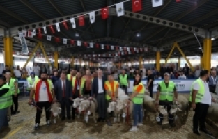 İnegöl'de süs tavuklarına ve koçlara yoğun ilgi