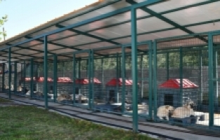 İznik Belediyesinden Sokak Hayvanlarına Tam Destek